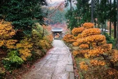 【紅葉・見ごろ】近江孤篷庵 2026