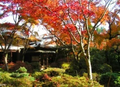 【紅葉・見ごろ】瑞巌寺 2026