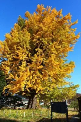 【紅葉・見ごろ】遍照寺の大イチョウ 2026