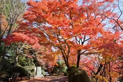 【紅葉・見ごろ】金刀比羅宮 2026