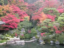 【紅葉・見ごろ】百済寺 2026