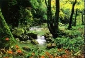 【紅葉・見ごろ】醒井峡谷 2026