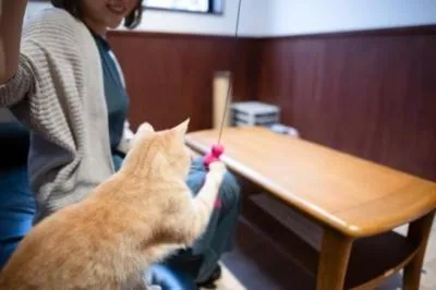 動物愛護センター 猫ふれあい体験 2026