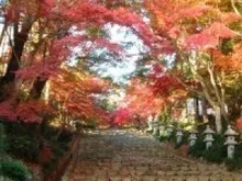 【紅葉・見ごろ】胡宮神社 2026