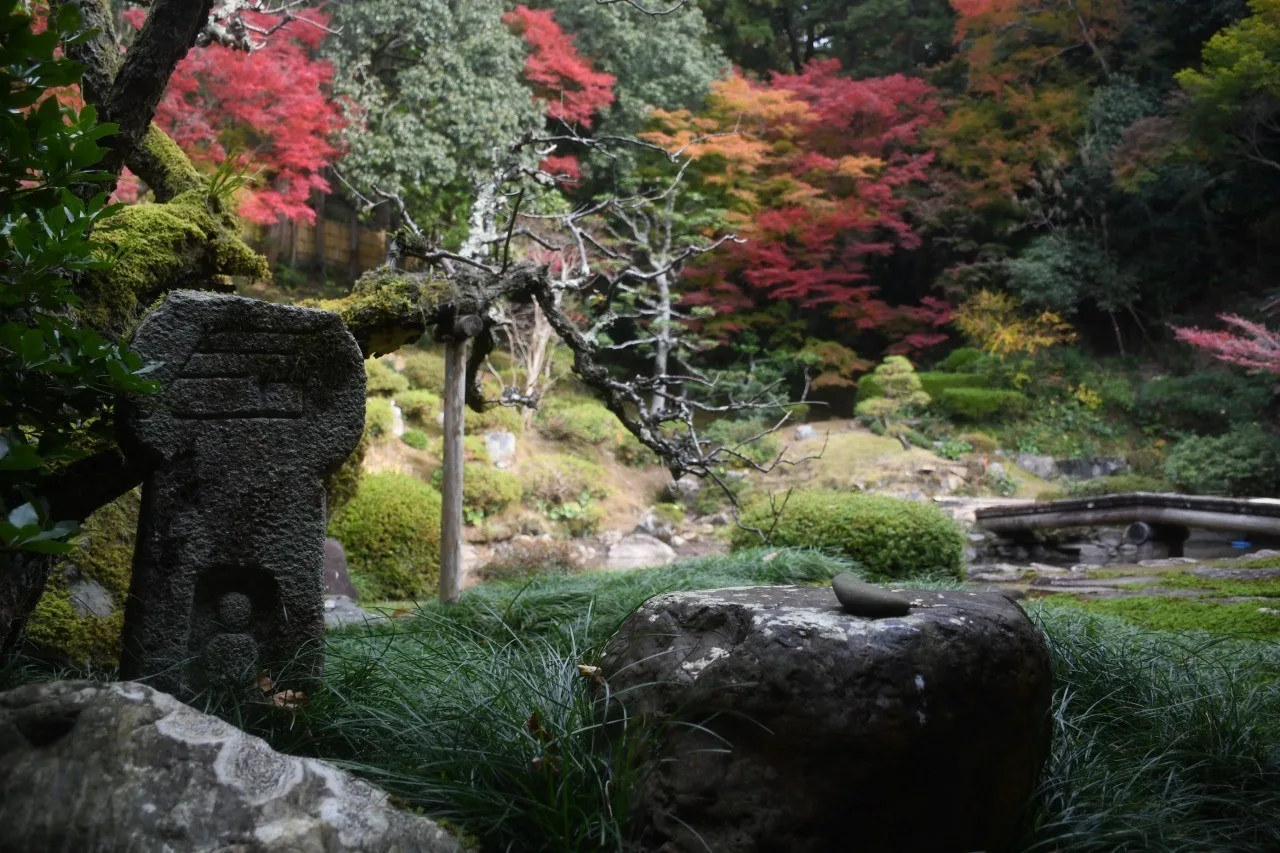 【紅葉・見ごろ】興禅寺 2026