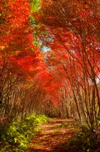 【紅葉・見ごろ】真手公園・丸山公園 2026
