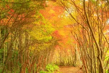 【紅葉・見ごろ】粟生頭首工もみじ広場 2026