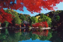 【紅葉・見ごろ】願成寺　国宝白水阿弥陀堂 2026
