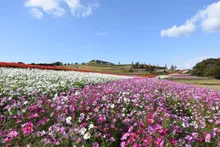 兵庫県立公園あわじ花さじき コスモスまつり 2026