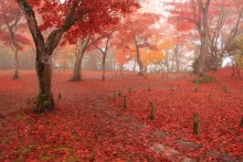 もみじ園の紅葉 2026