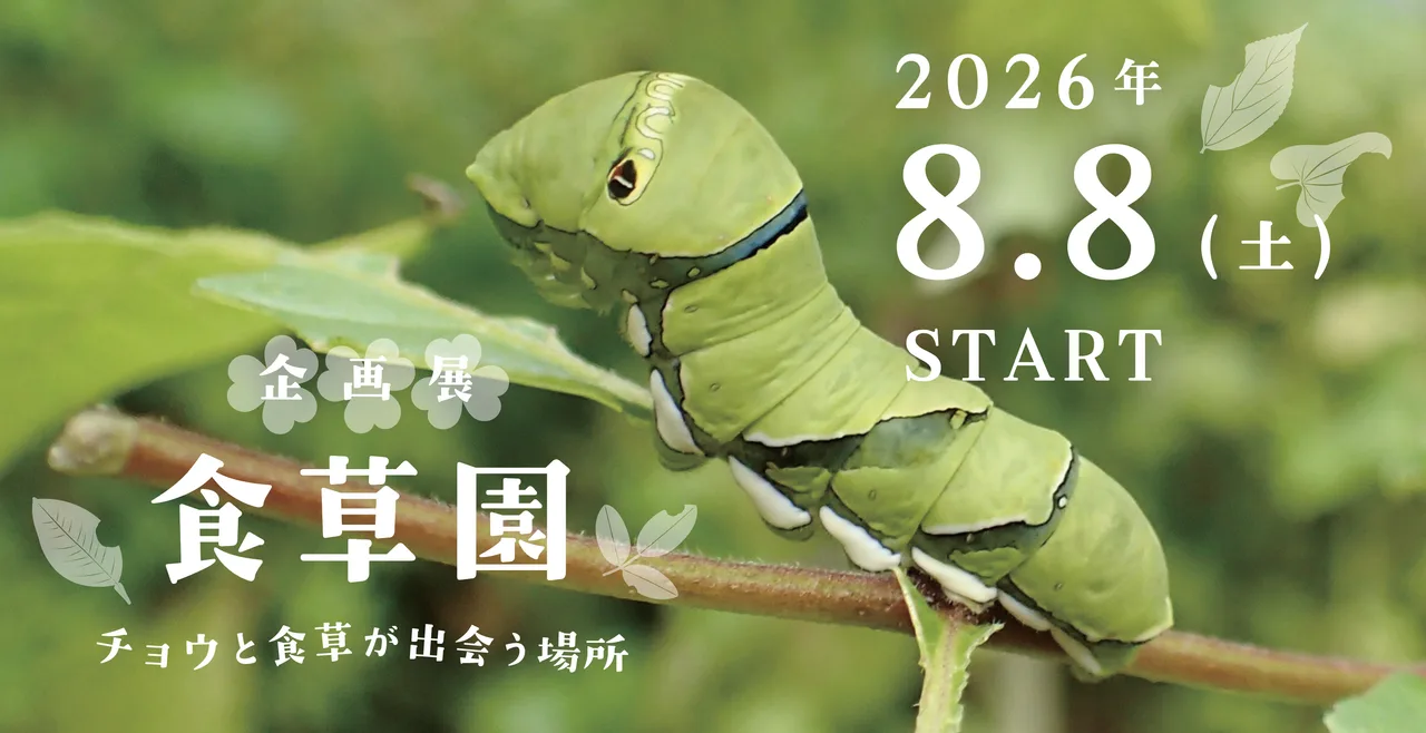 食草園 ーチョウと食草が出会う場所ー 2026