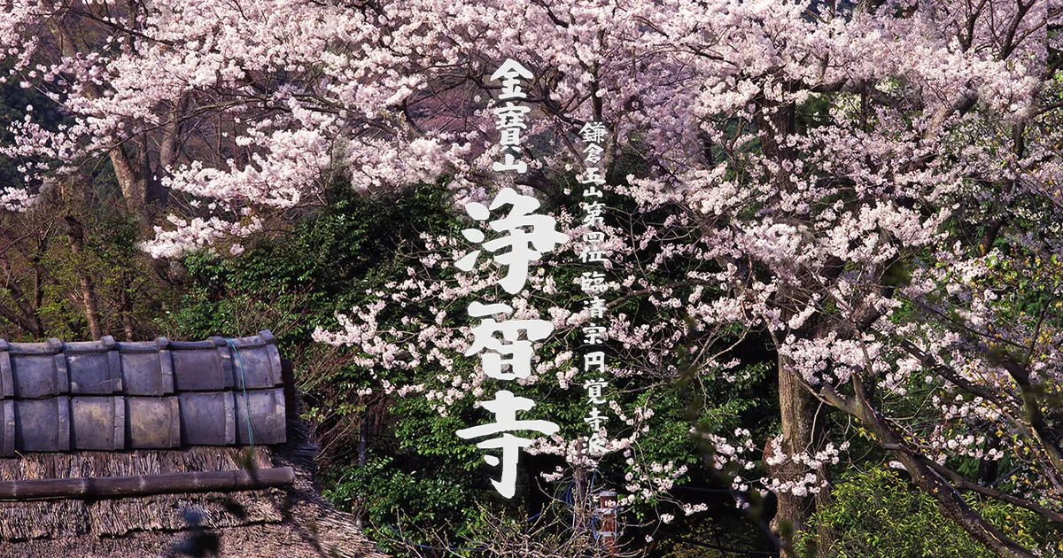 浄智寺の紅葉 2026