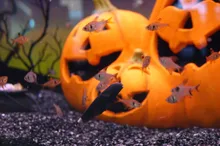 テーマ水槽『おさかなたちのハロウィンナイト』 2026