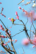 豊島区立目白庭園の紅葉 2026
