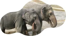 【紅葉・見ごろ】豊橋総合動植物公園　ハナノキ 2026