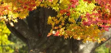 【紅葉・見ごろ】成就院の大銀杏 2026