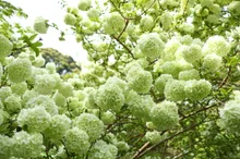 【紅葉・見ごろ】長岳寺 2026