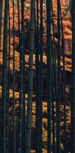 【紅葉・見ごろ】圓光寺 2026