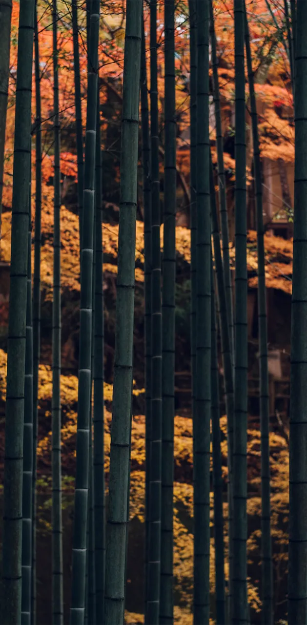 【紅葉・見ごろ】圓光寺 2026