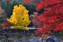 【紅葉・見ごろ】御岳渓谷 2026