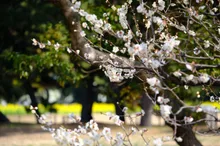 【紅葉・見ごろ】浜離宮恩賜庭園 2026