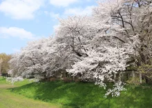 都立武蔵野公園の紅葉 2026