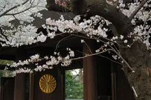 【紅葉・見ごろ】靖国神社 2026