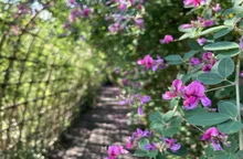 向島百花園の紅葉 2026