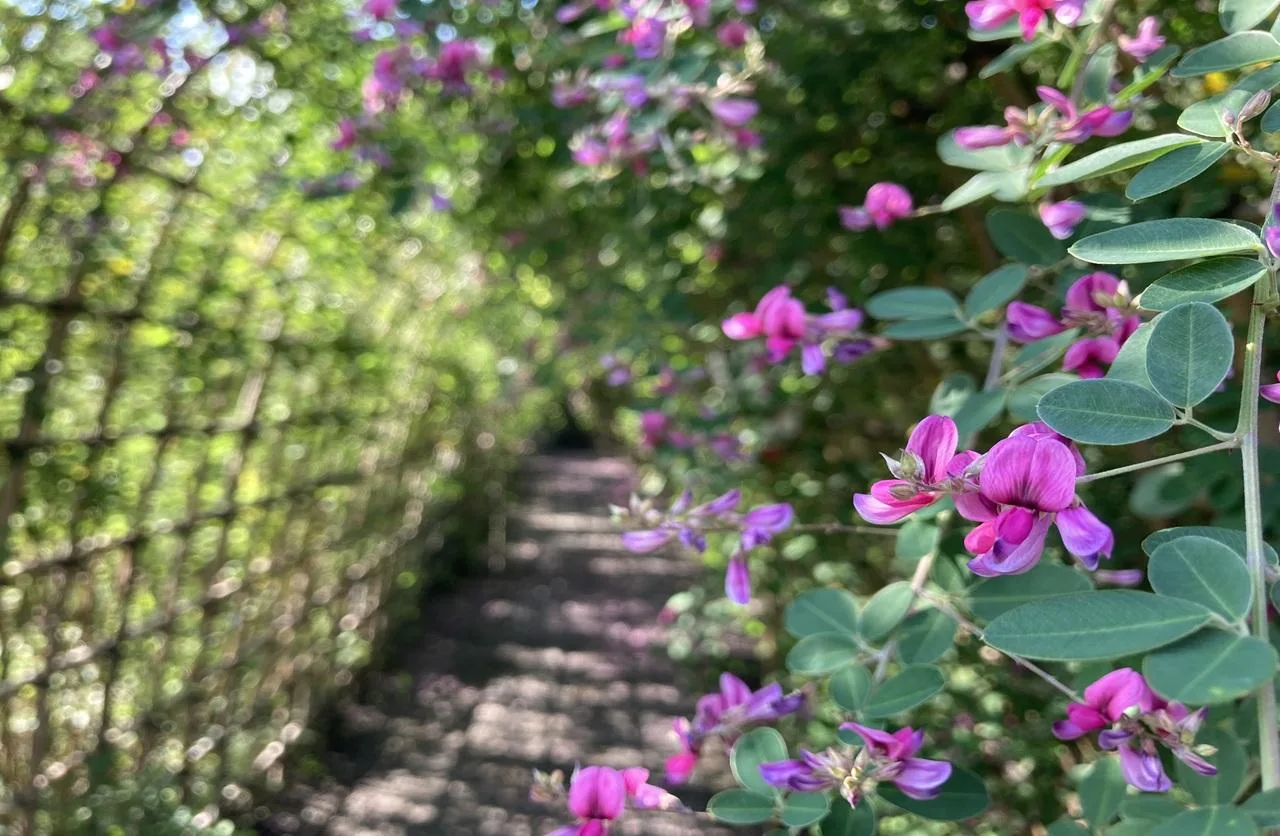 向島百花園の紅葉 2026
