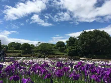 【紅葉・見ごろ】相模原公園 2026