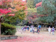 福岡県立四王寺県民の森の紅葉 2026