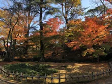 【紅葉・見ごろ】卯辰山山麓 2026