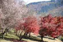 【紅葉・見ごろ】城峯公園 2026