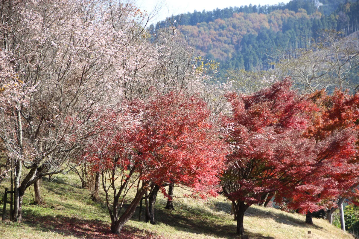 【紅葉・見ごろ】城峯公園 2026