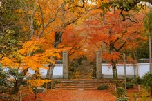 浄住寺の紅葉 2026