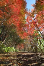 【紅葉・見ごろ】北総門山ヒメシャラの森 2026