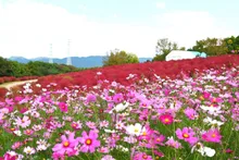 万博記念公園 コスモス・コキアフェスタ 2026