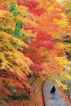 【紅葉・見ごろ】釣山公園 2026