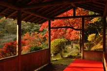 白龍園の紅葉(2026白龍園 秋の特別公開)