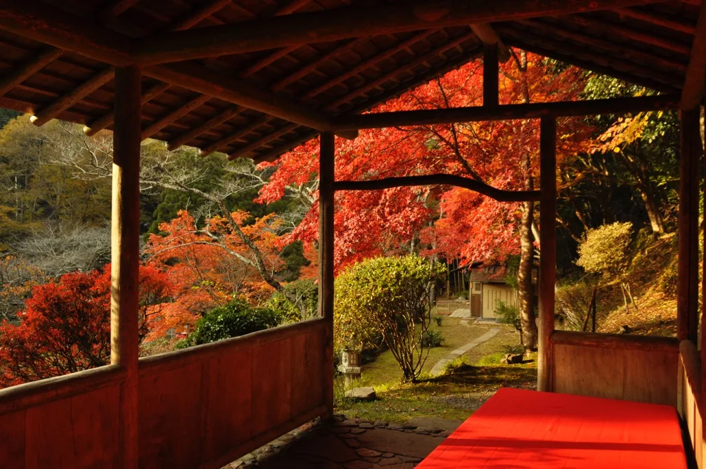白龍園の紅葉(2026白龍園 秋の特別公開)