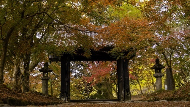 朝倉 【紅葉・見ごろ】秋月城跡「黒門」 2026【11/21〜12/10】日程