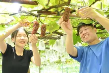 青蓮寺湖観光村ぶどう狩り 2026
