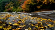 【紅葉・見ごろ】鮎帰りの滝 2026