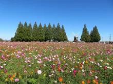 【花・見ごろ】あけぼの山農業公園のコスモス 2026