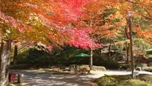 【紅葉・見ごろ】広島市森林公園 2026