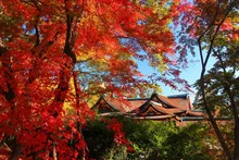 北野天満宮「史跡 御土居のもみじ苑」の紅葉 2026