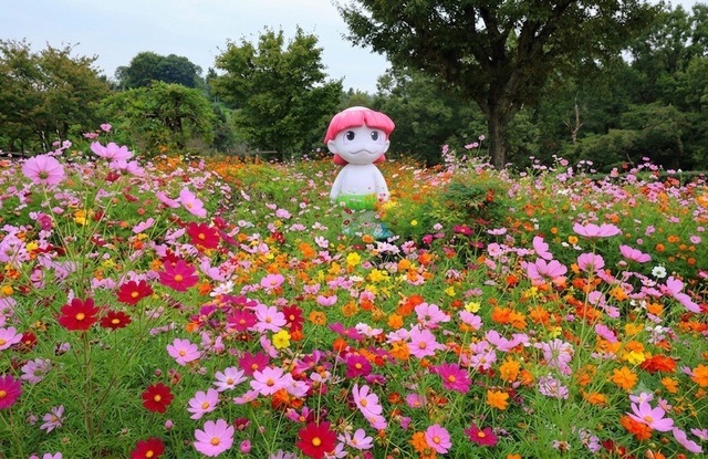 津 2026かざはやの里 花と祈りの秋桜まつり【10/1〜11/8】日程・時間