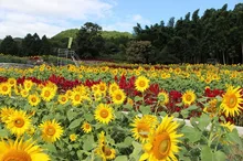山田ひまわり園 秋に咲くひまわり 2026