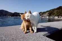 岩合光昭の日本ねこ歩き(青森) 2026
