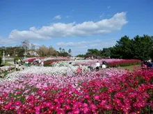 淡路島国営明石海峡公園　コスモスのつみとり体験 2026